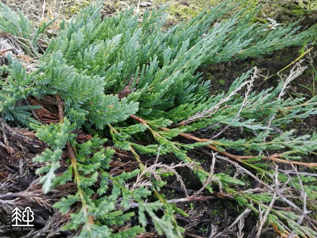 Juniperus horizontalis   'Jade River'